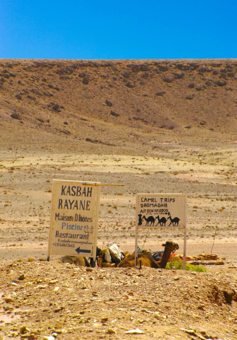 Camels resting near signs for tours in the Moroccan desert.