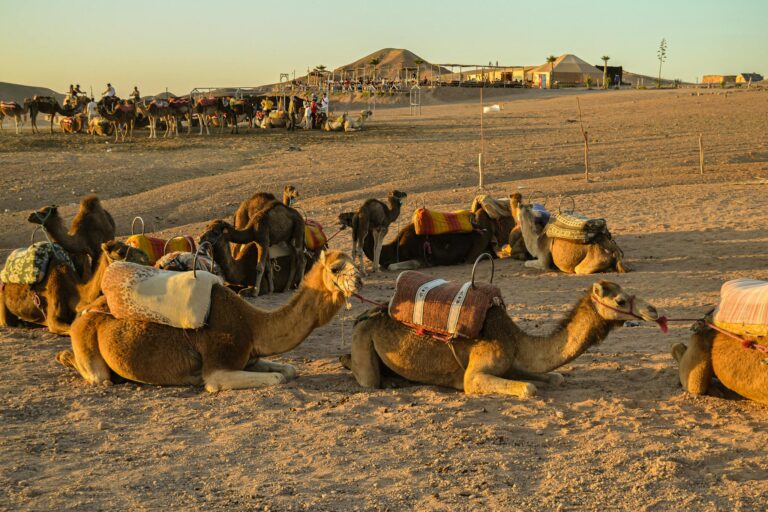 the Amazigh Oasis is a Living Miracle